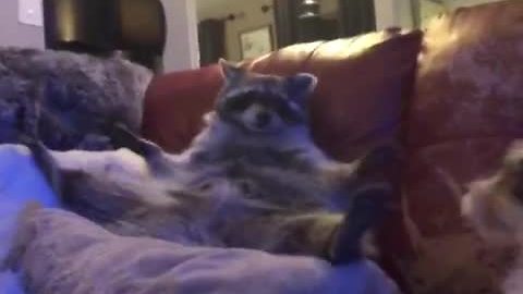 Tiny Puppy Catches Raccoon Brother Off Guard