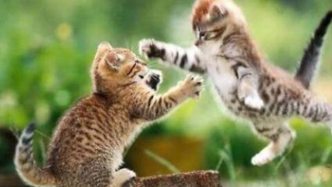 2 Real Cats Fight Compilation🤔🤔