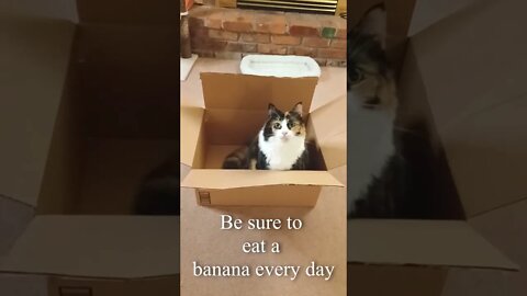 Cat Wisdom Compilation