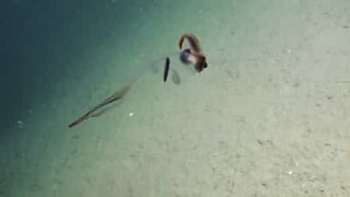 Har du nogensinde set et helt gennemsigtig blæksprutte?