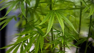 DEA Says It Will Expand Access To Marijuana for Research