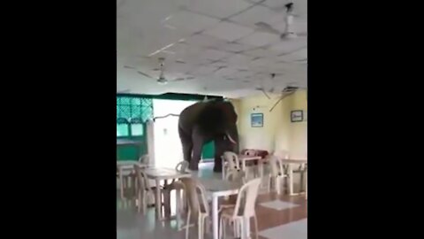 The elephant enters the cafe 😱