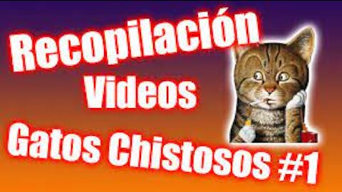 Videos De Risa 2021 nuevos 😂 Animales Graciosos ¡siente el amor! -Gatos y Perros Chistosos #1