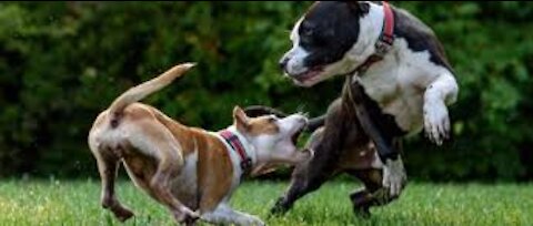 Watch the fight and play between dogs