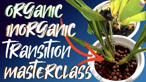 Organic Media switch Inorganic Media for Orchids | How & when to transition fine rooted orchid