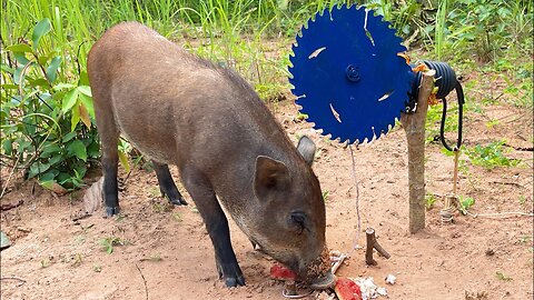 Amazing Quick Powerful Wild Pig Trap Make By Cutter Trap| New Technique Of Wild Pig Trap