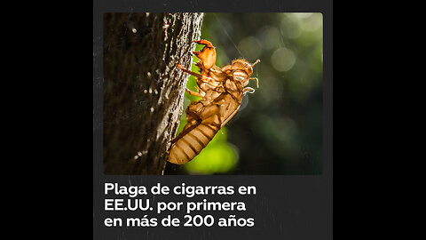 EE.UU. enfrentará una invasión anormal de cigarras esta primavera