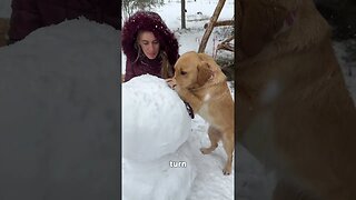 Building a snowman with my dogs goes Terribly Wrong! #leofucarev #snowday #funnydogreaction