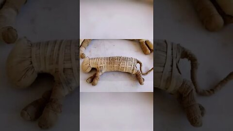 The mummified Cats of Egypt #shorts