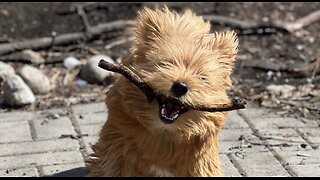 Frisky pup adorable runs in slow-motion