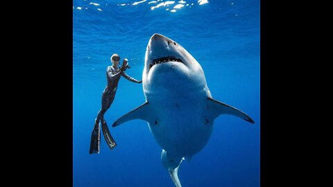 The largest recorded white shark seen off Hawaii.