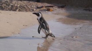 Decoys used to help save endangered South African penguins