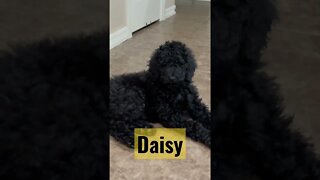 My new puppy Daisy