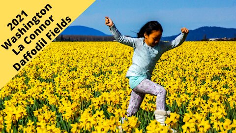 Washington: La Connor Daffodil Fields 2016