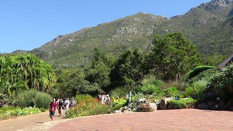SOUTH AFRICA - Cape Town - Kirstenbosch National Botanical Garden (Video) (x2i)
