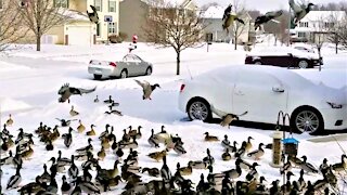 Massive duck swarm covers entire front lawn when bird feeder is filled