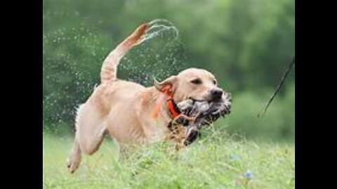 Dog training for protection