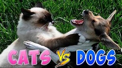 CATS VS DOGS/FUNNY/COMPLATION