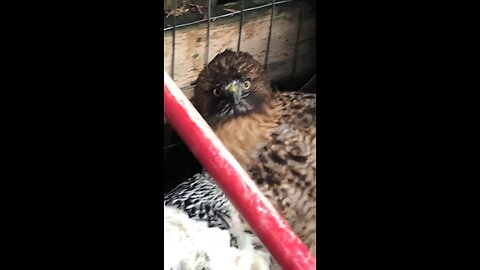 Chicken vs Hawk