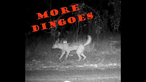 Trail Cams 11-10-2023 #offgridhomestead #dingoes #goanna #offgridliving #herron #wildlife #offgrid