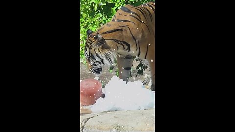 Animals Enjoy Summertime Snow Day At Phoenix Zoo