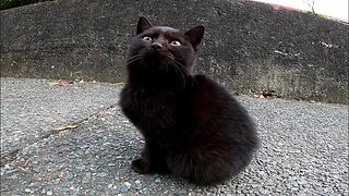 Black kitten I passed by on the sidewalk is too cute