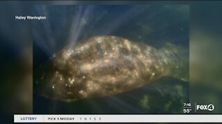 Reward doubled for abused manatee