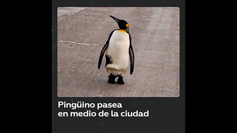 Graban a un pingüino ‘transeúnte’ en las calles de Tierra del Fuego