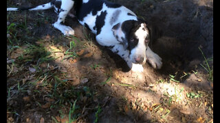 Happy Harlequin Great Dane Puppy Loves To Dig