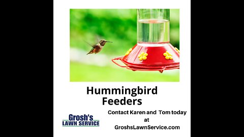Hummingbird Feeder Landscape Company