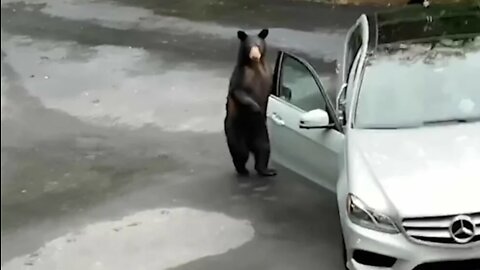 The devil took the joke away: Bears have become professional thieves