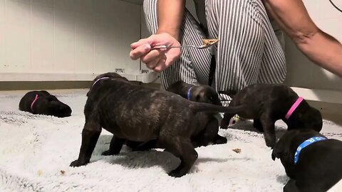 LonelyCreek puppies #bullmastiffpuppy learning to eat ! Ch Rose litter