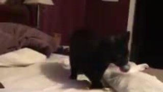 Kitten surprisingly efficient at playing fetch