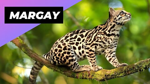 Margay 🐱 One Of The Cutest And Most Exotic Animals In The World #shorts