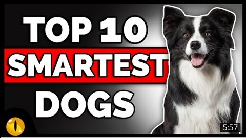 top 10 smartest dogs 2022