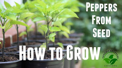 How to grow peppers from seed organically with massive yields - growing peppers tips!