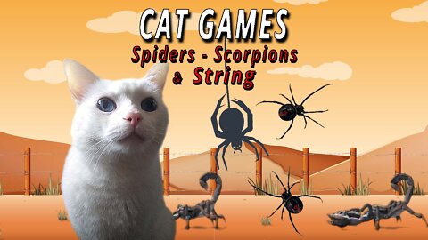 CAT GAMES: Spiders, Scorpions & String
