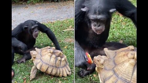 cute monkey fed a turtle