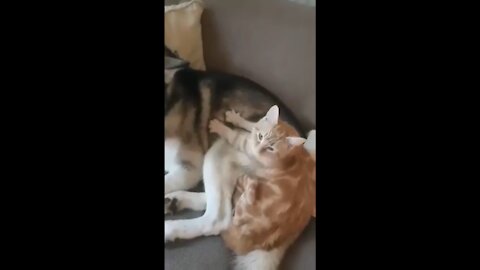 Cat Gives Massage to a Siberian Husky!
