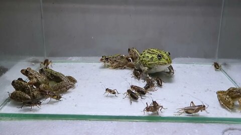 Pacman Frog Crazy Frog Centipede-8