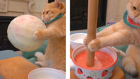 Cats make watermelon whit ice cream...