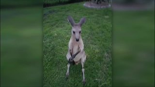 Woman who first spotted missing kangaroo speaks