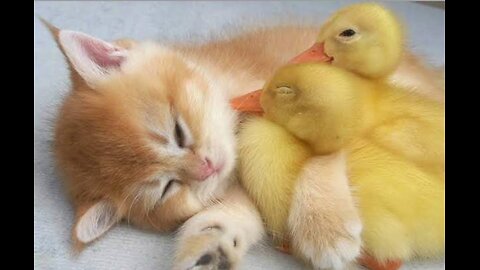Cute Ducklings feel happy with cute cat. Beautiful looking.