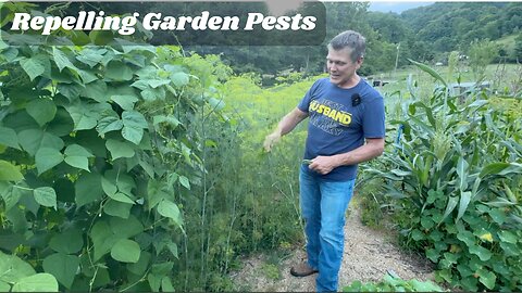 Is This Repelling the Japanese and Bean Beetles?