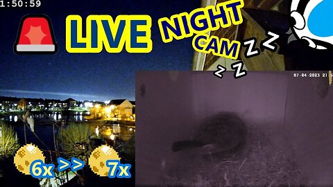 🚨17/04/23(Night)🏴󠁧󠁢󠁥󠁮󠁧󠁿Bird Nest Box Seventh Egg Due - Suburban Blue Tit Egg Laying Stage