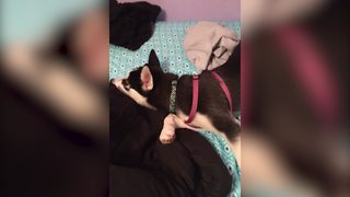 Stubborn Husky Puppy Won't Get Out Of Bed