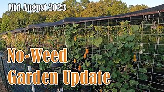 No-Weed Garden Update (Mid August 2023)