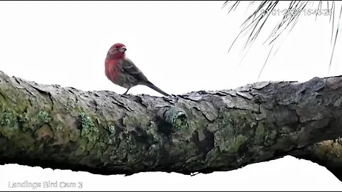 Male House Finch On The Fairway Branch 🌲 01/01/23 15:42