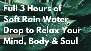 Soothing Rain Drop to Relax Your Mind, Body & Soul - Three hours of pure Rain Drops