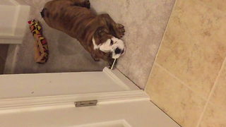 "Bulldog Puppy versus Wall Door Stopper: Who Won?"